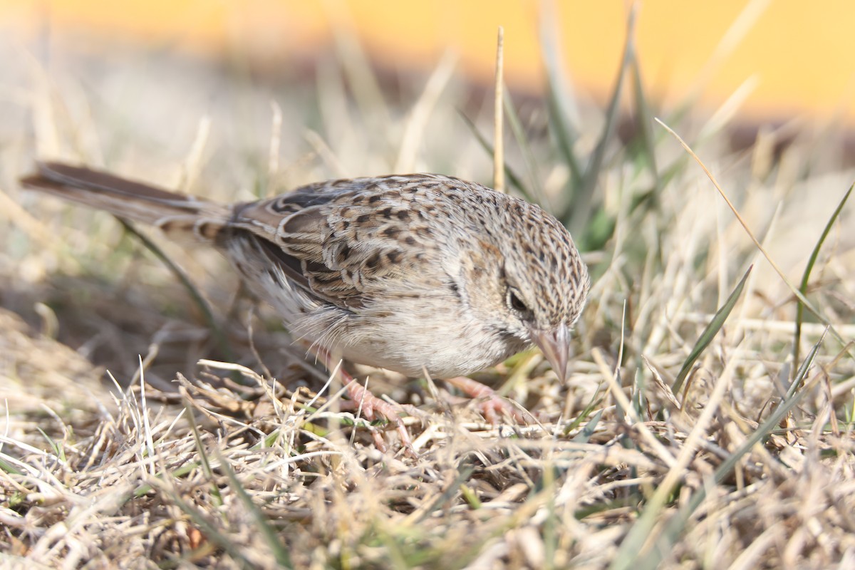 Cassin's Sparrow - ML646875401