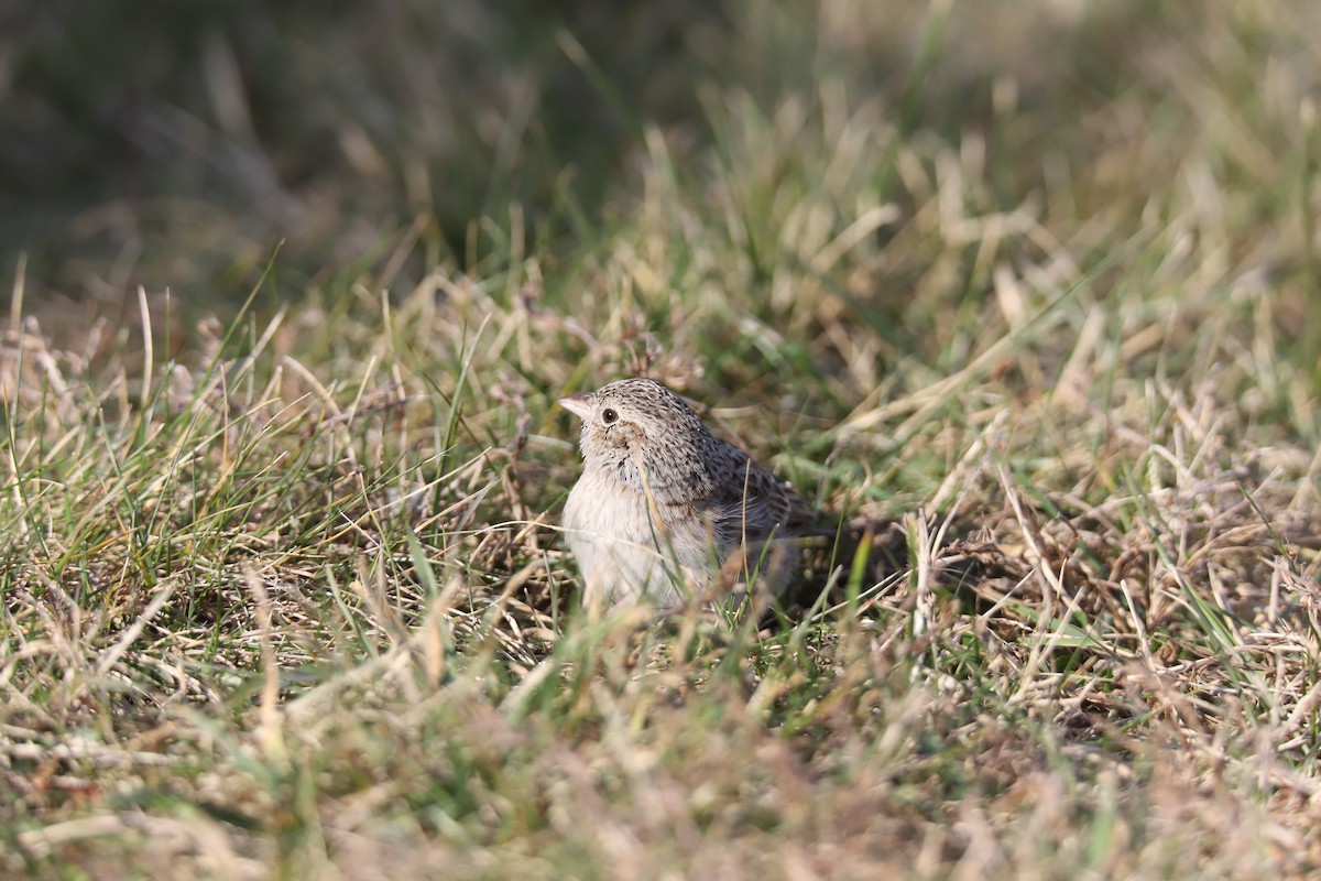 Cassin's Sparrow - ML646875403