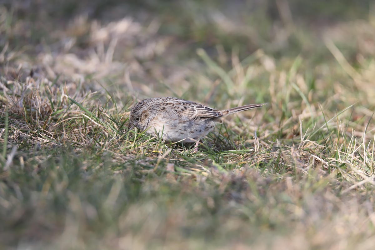 Cassin's Sparrow - ML646875404