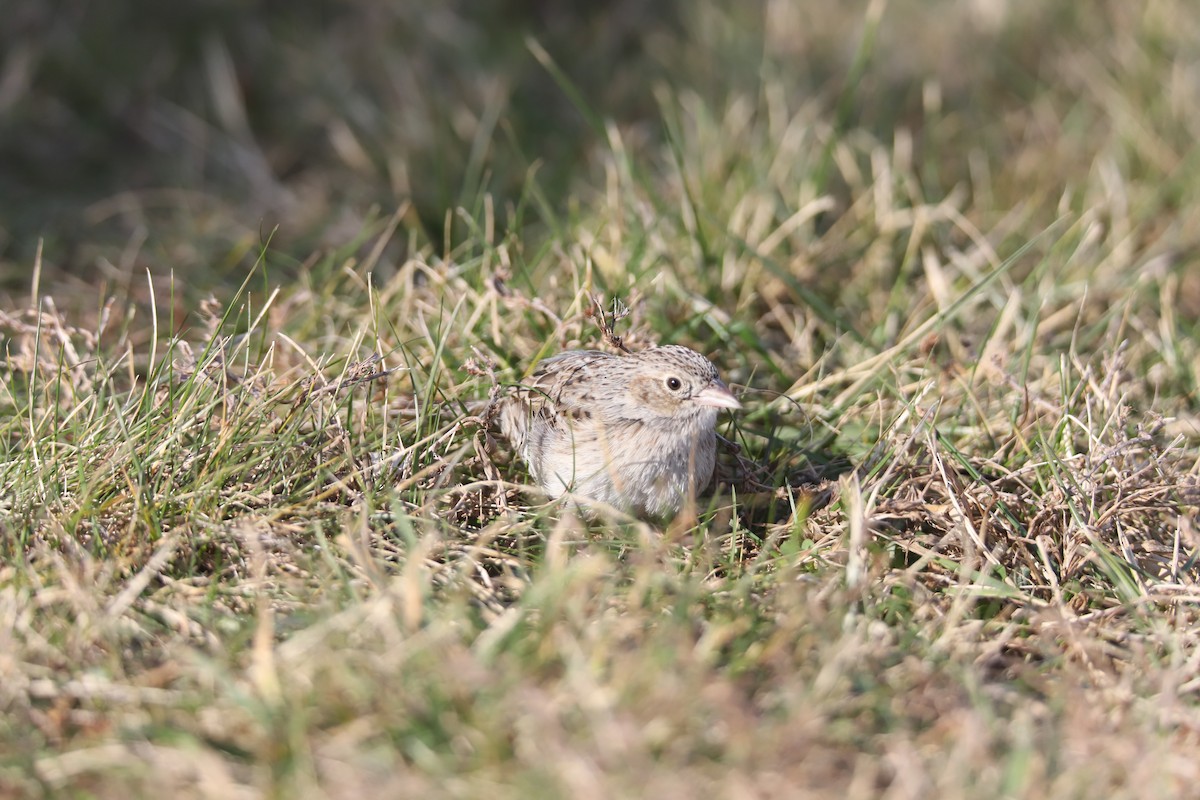 Cassin's Sparrow - ML646875405