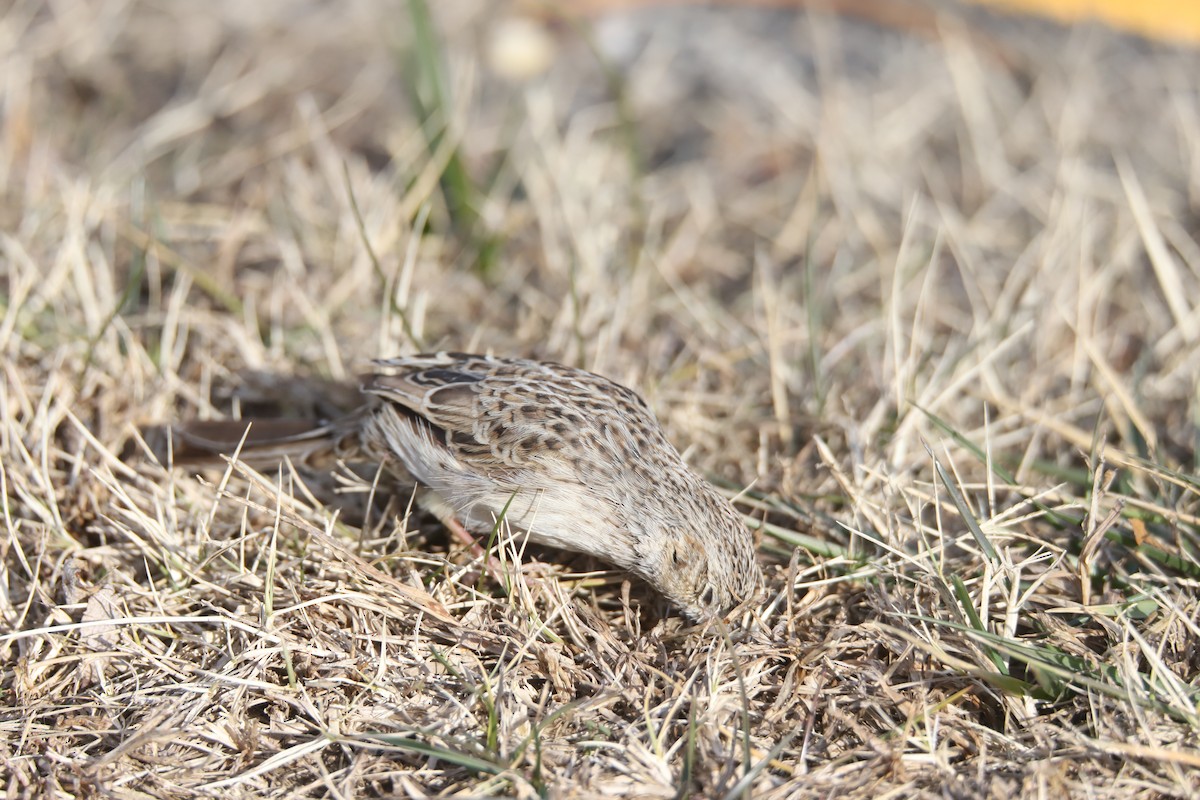 Cassin's Sparrow - ML646875406