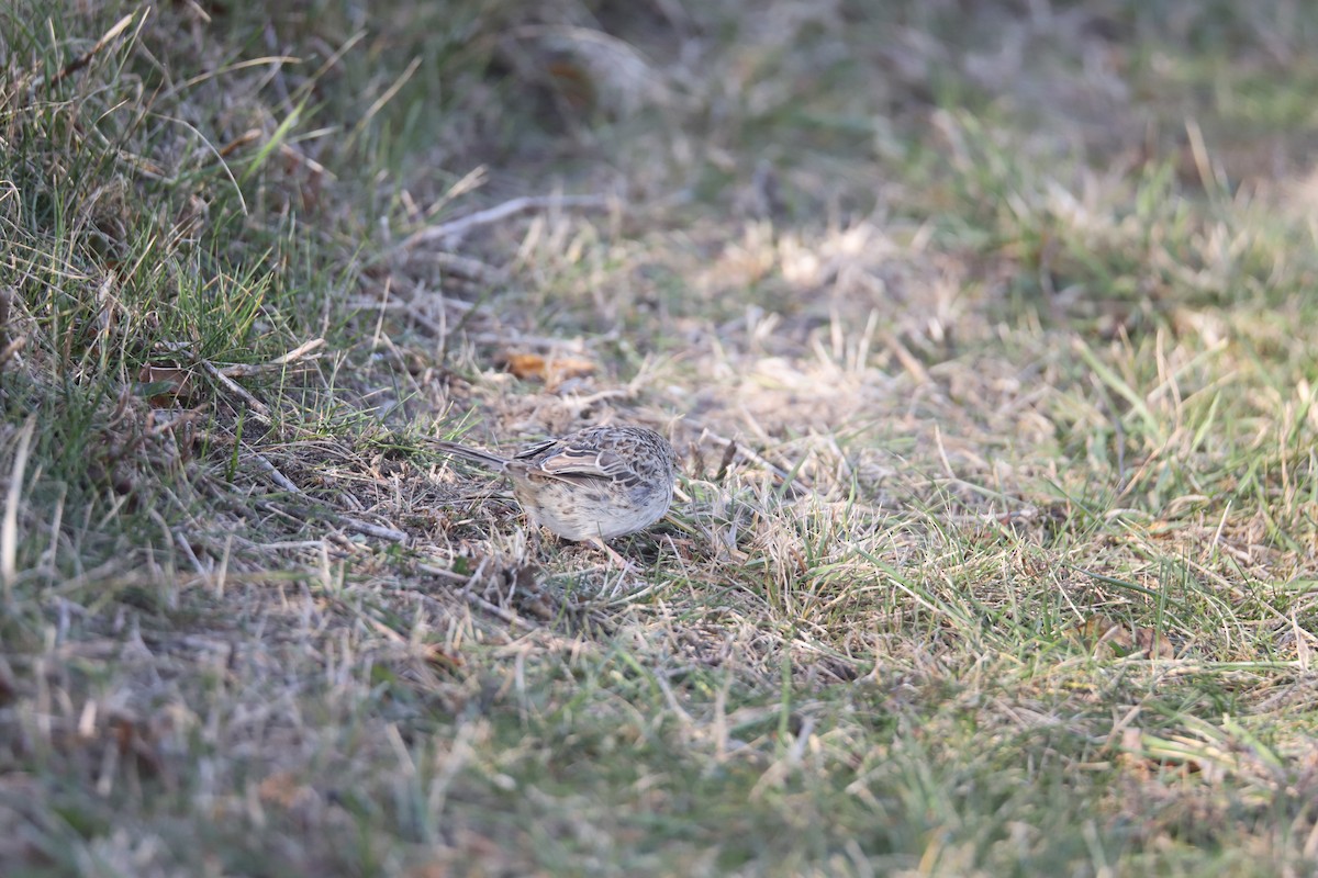 Cassin's Sparrow - ML646875407