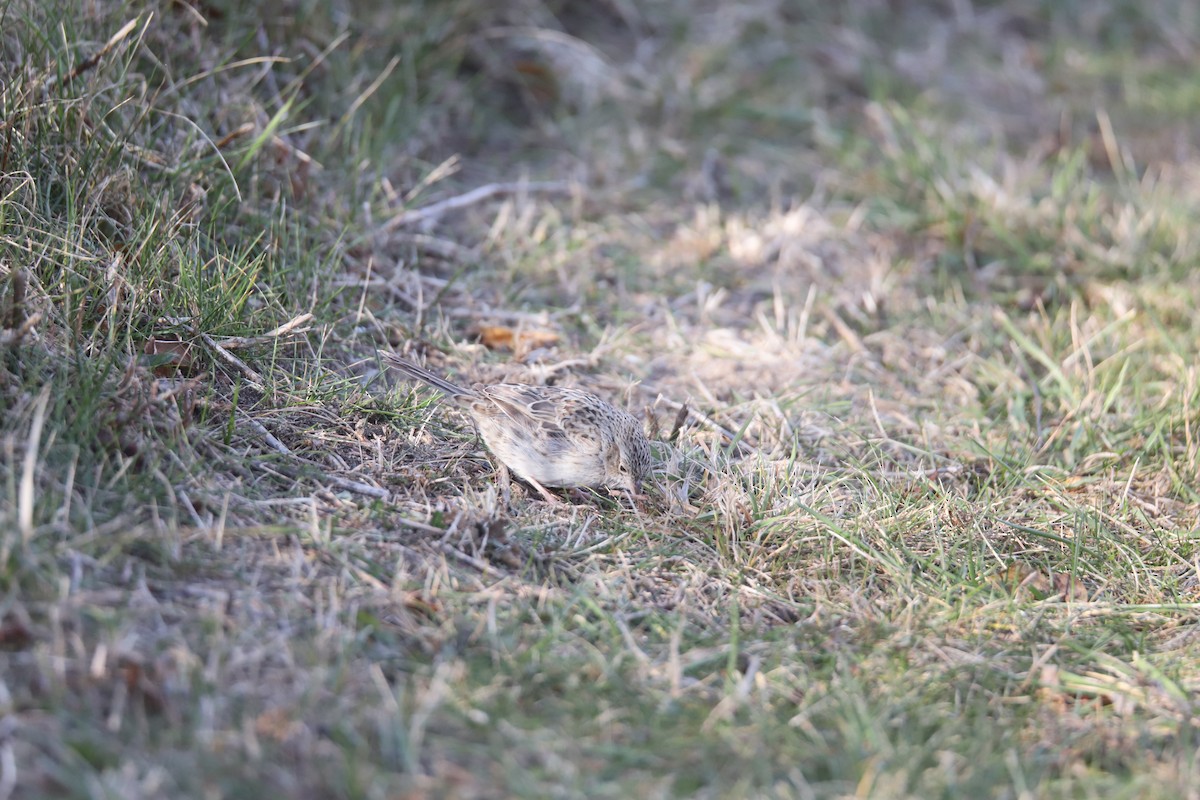 Cassin's Sparrow - ML646875408