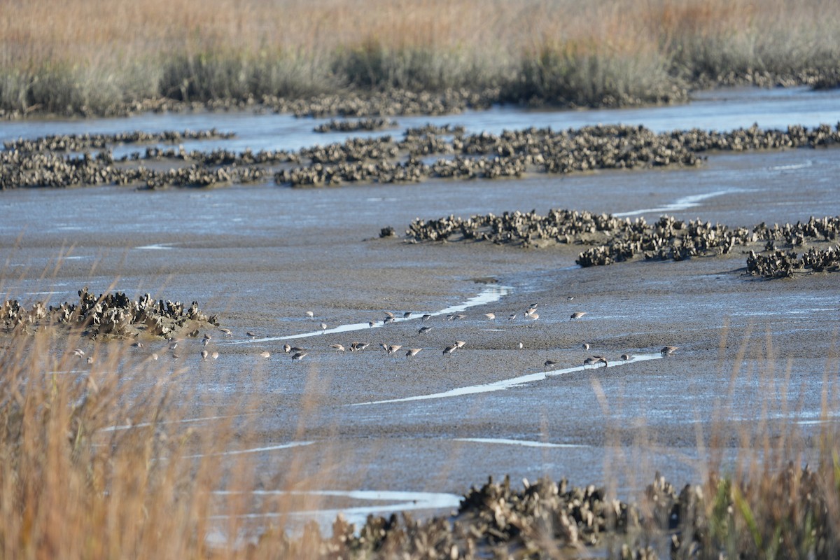 Sanderling - ML646875409