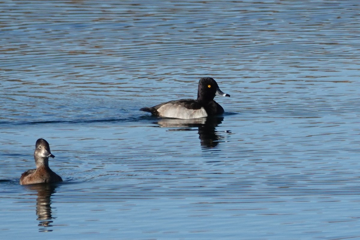 Ring-necked Duck - ML646875410