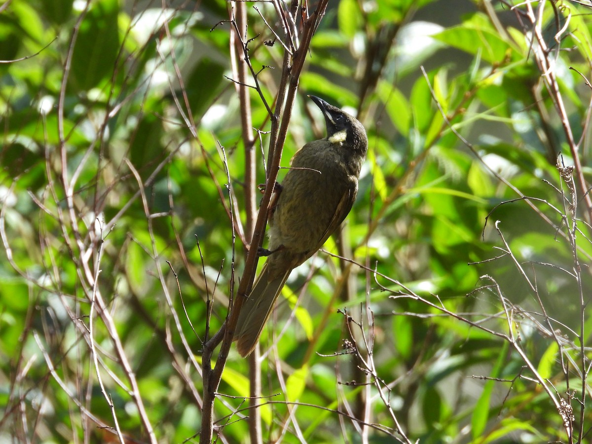 Lewin's Honeyeater - ML646875412