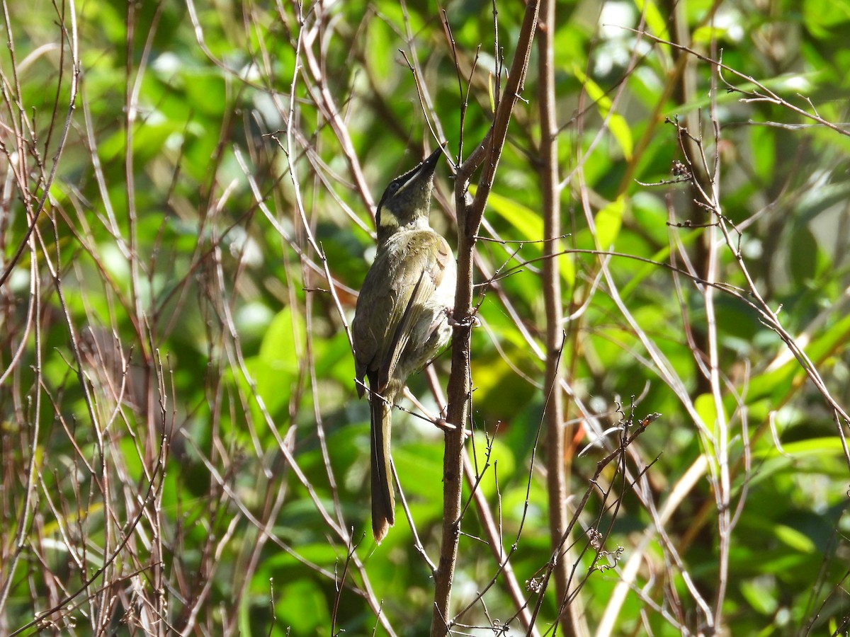 Lewin's Honeyeater - ML646875413