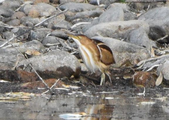 Least Bittern - ML646875415