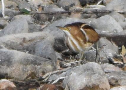 Least Bittern - ML646875416