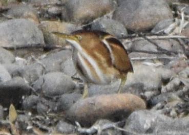 Least Bittern - ML646875418
