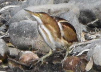 Least Bittern - ML646875419
