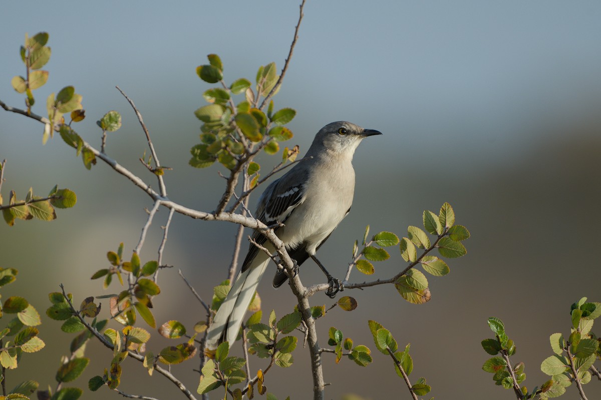 Northern Mockingbird - ML646875424