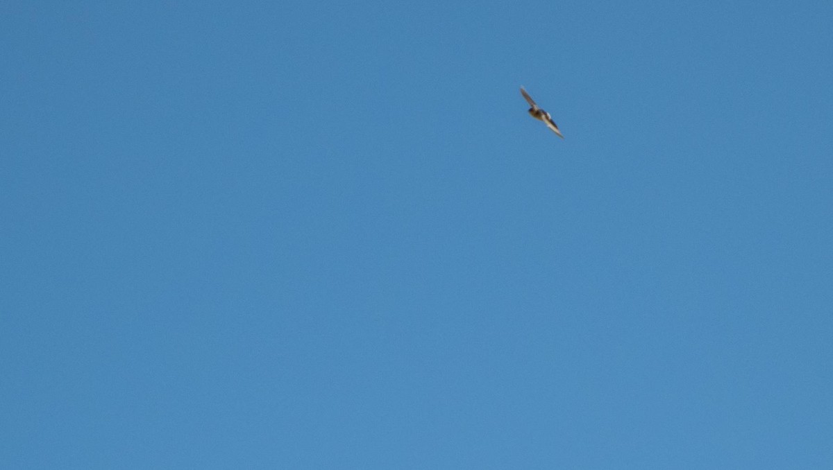 Western House-Martin - ML646875425