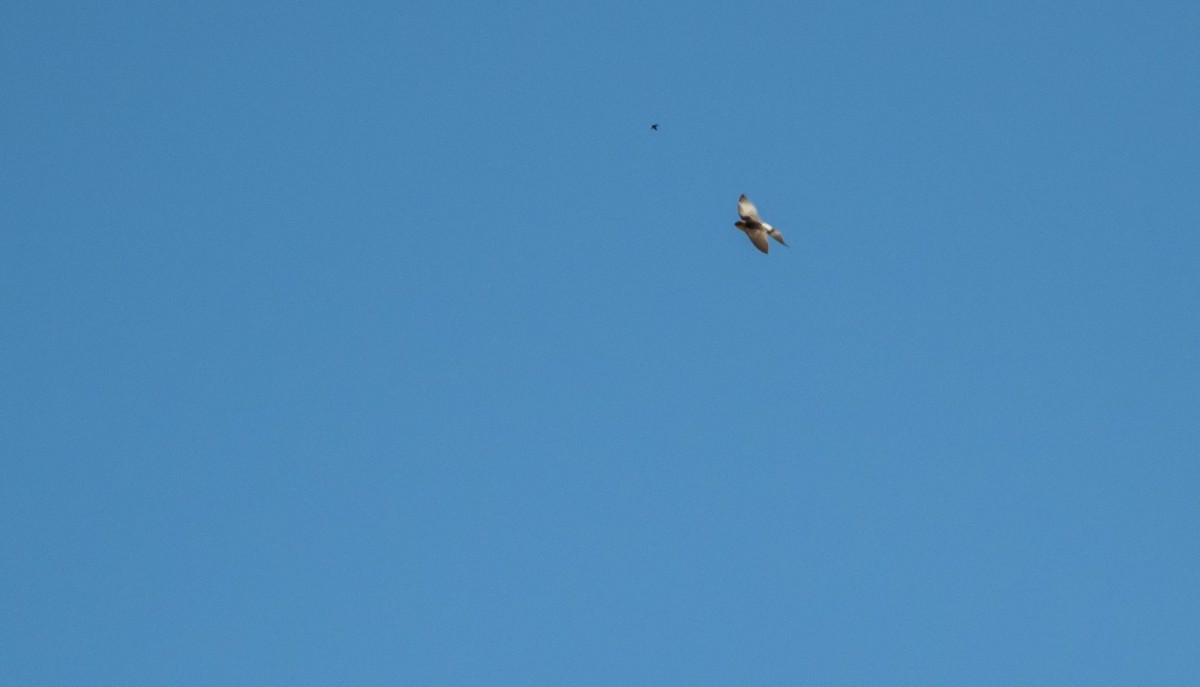 Western House-Martin - ML646875426