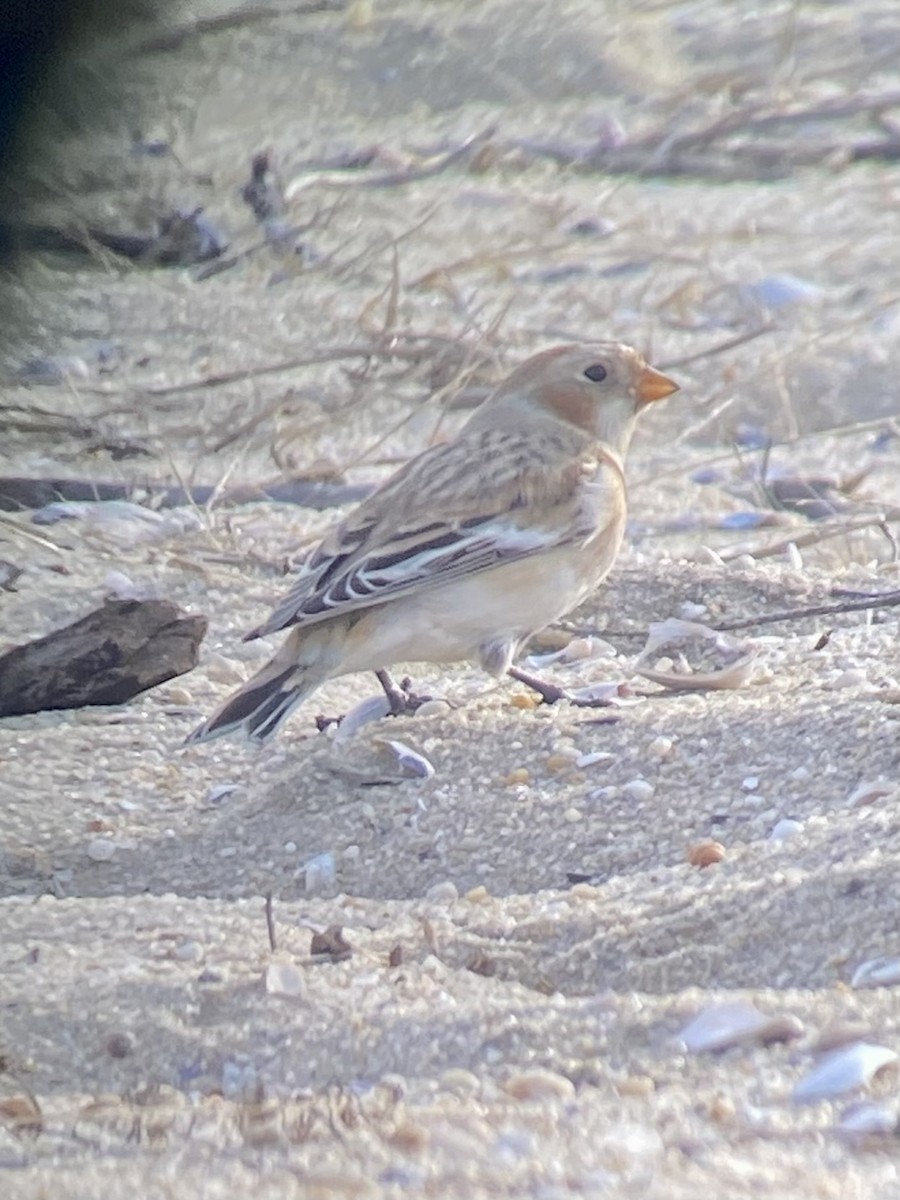 Snow Bunting - ML646875431