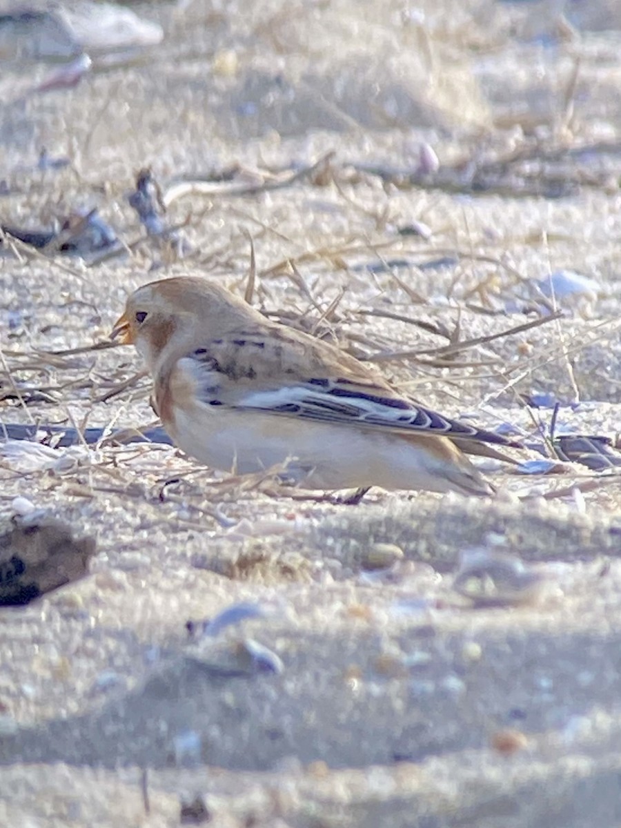 Snow Bunting - ML646875432
