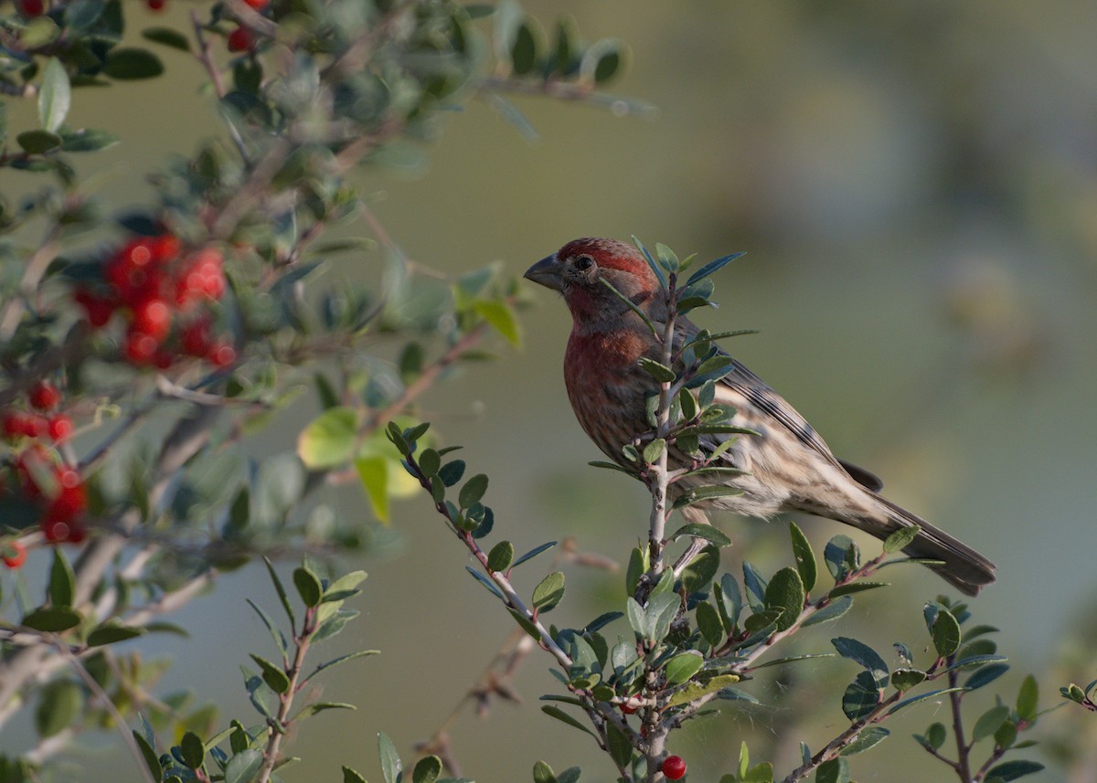 House Finch - ML646875435