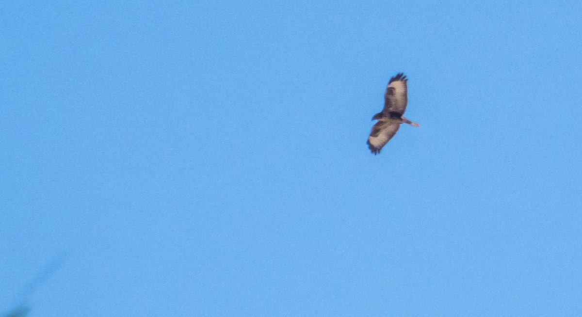 Buse variable - ML646875438