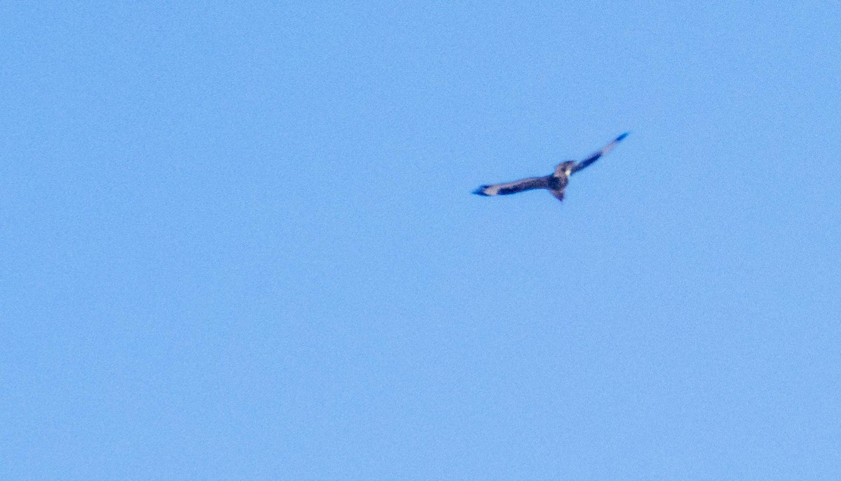 Buse variable - ML646875439