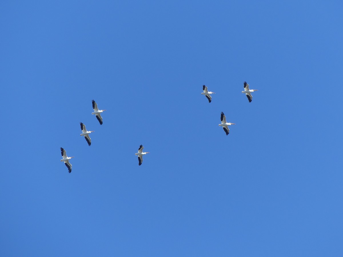 American White Pelican - ML646875440