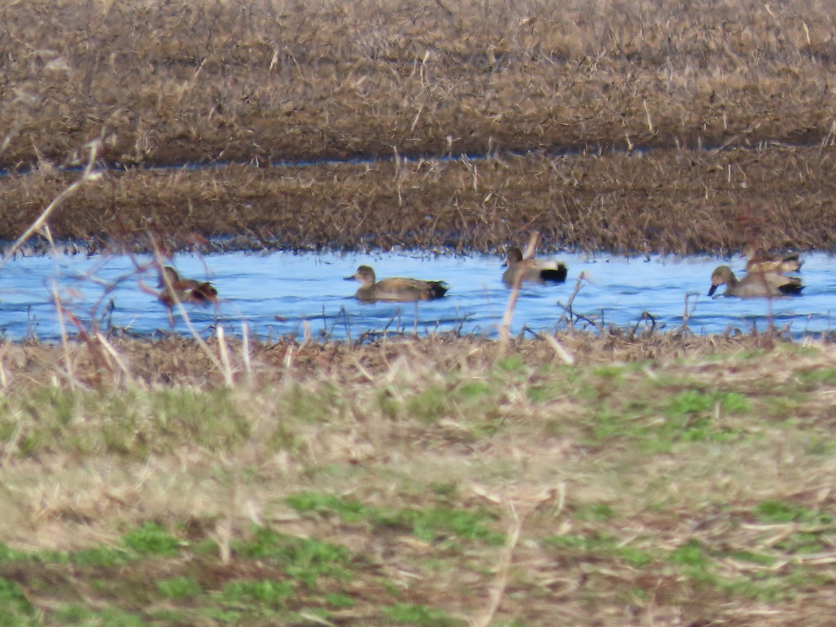 Серая утка - ML646875441