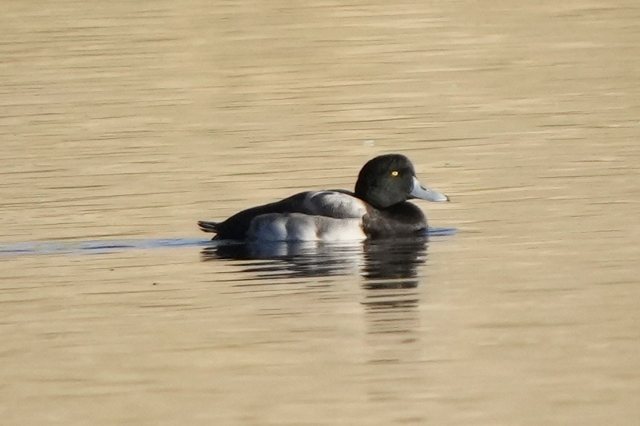 Морская чернеть - ML646875446