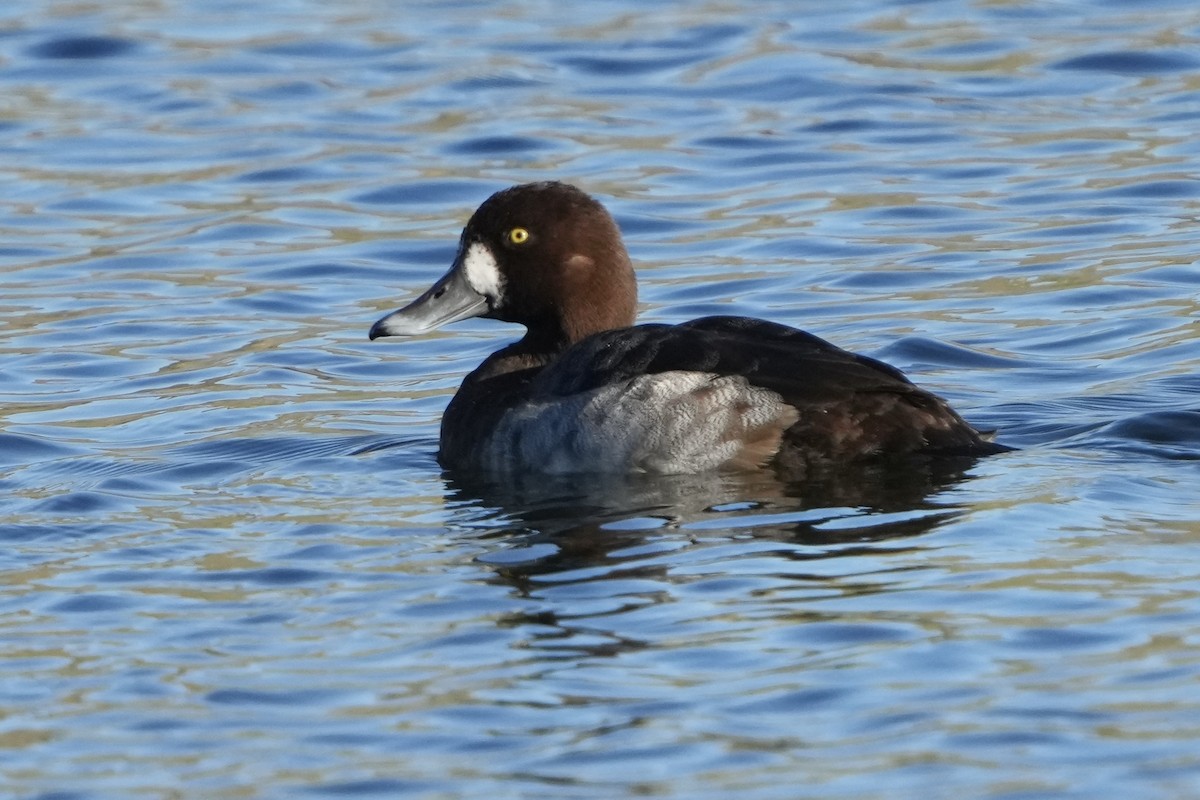 Морская чернеть - ML646875447