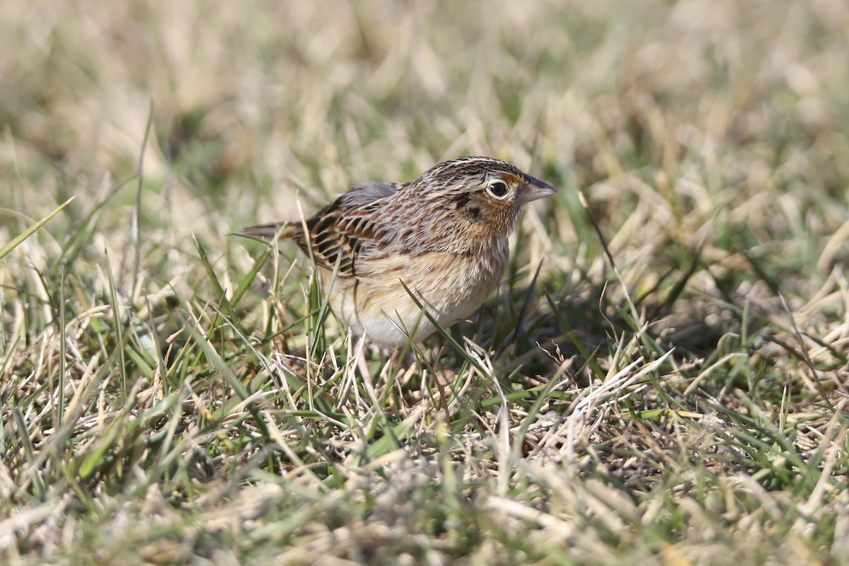 Grasshopper Sparrow - ML646875448