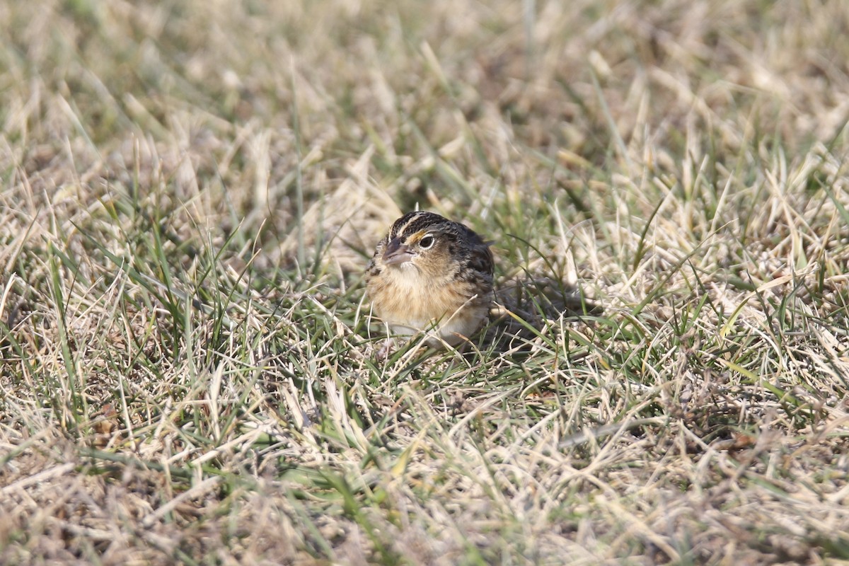Grasshopper Sparrow - ML646875449