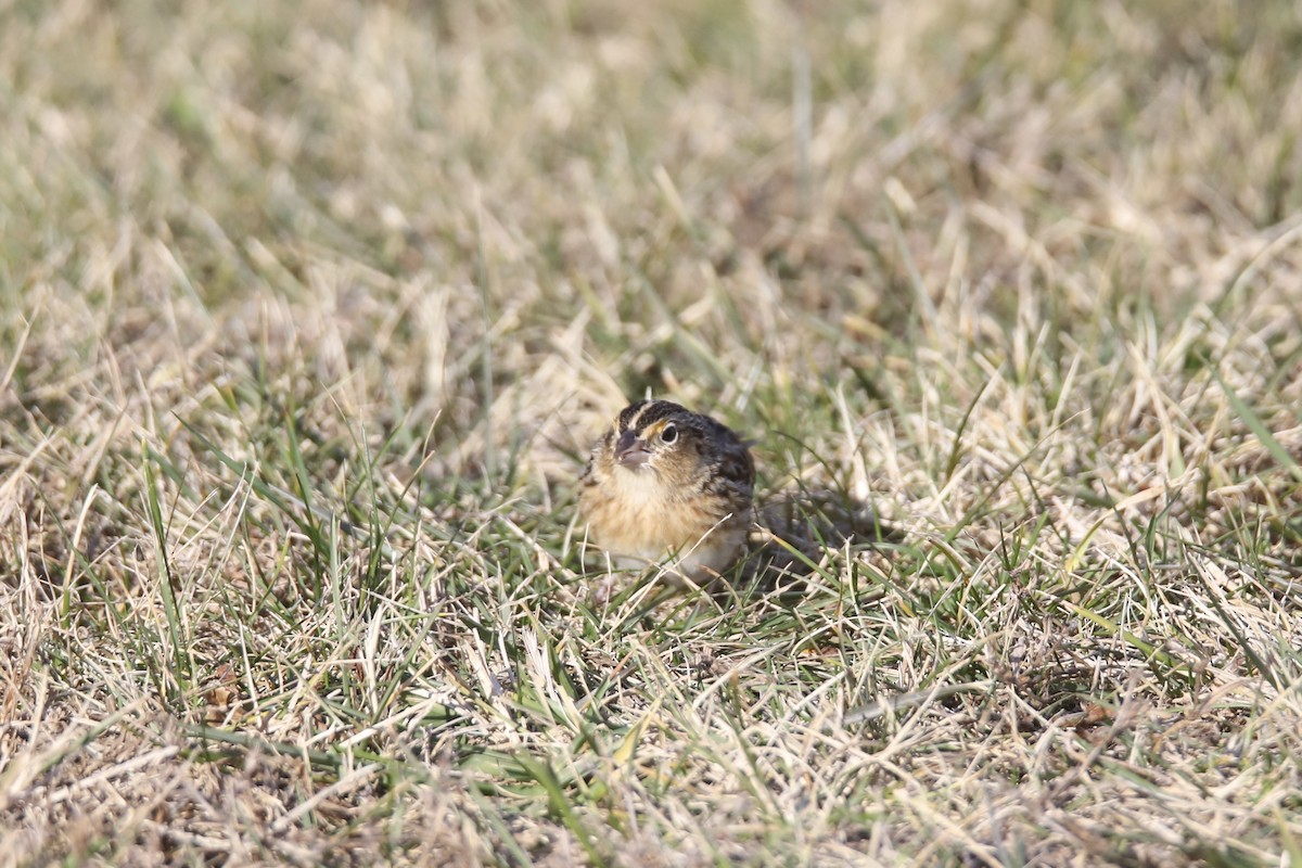 Grasshopper Sparrow - ML646875450