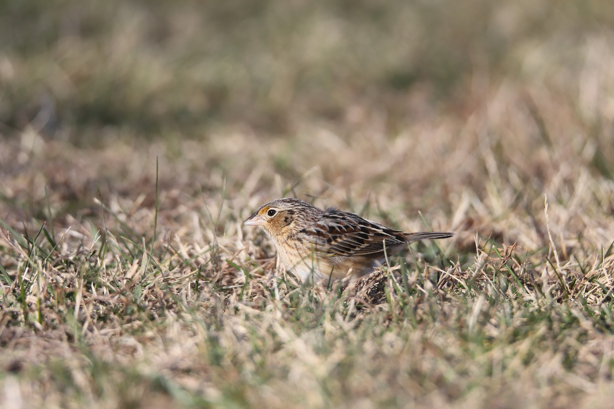 Grasshopper Sparrow - ML646875451