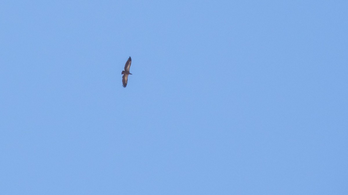 Sai arrea - ML646875453