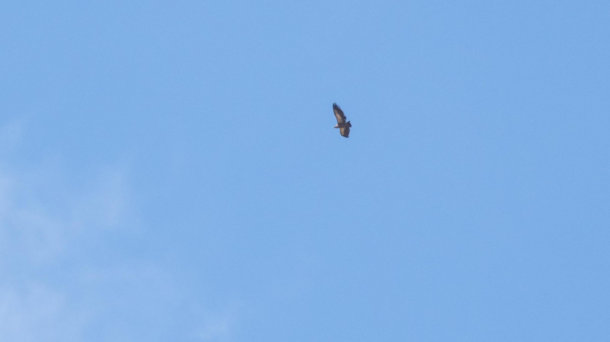 Sai arrea - ML646875454