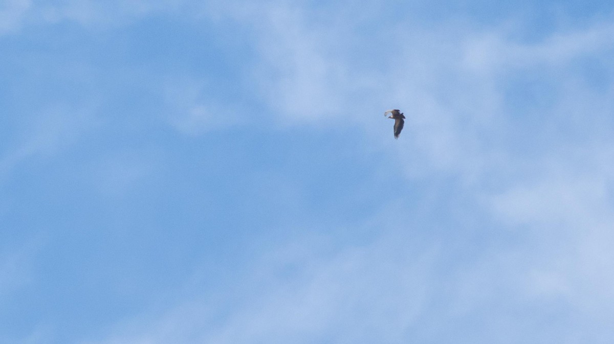 Sai arrea - ML646875455