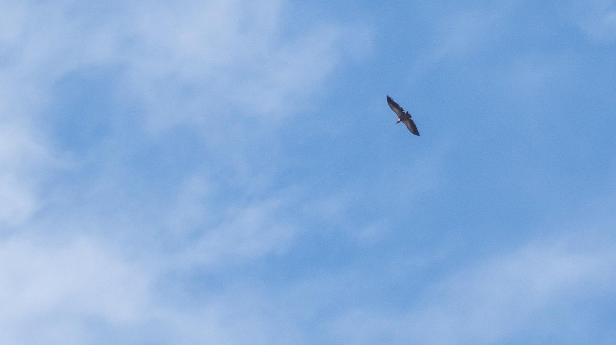 Sai arrea - ML646875456