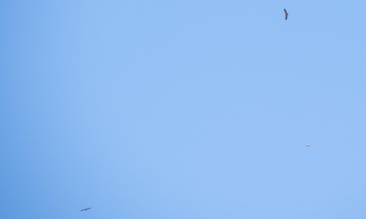 Sai arrea - ML646875457