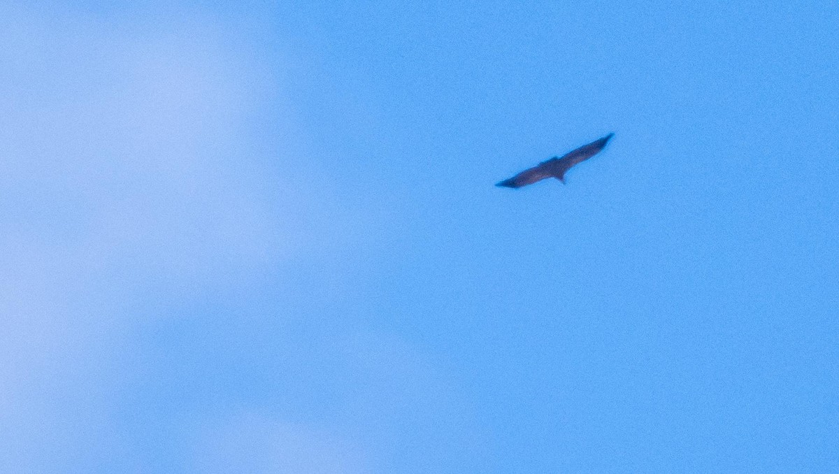 Sai arrea - ML646875458