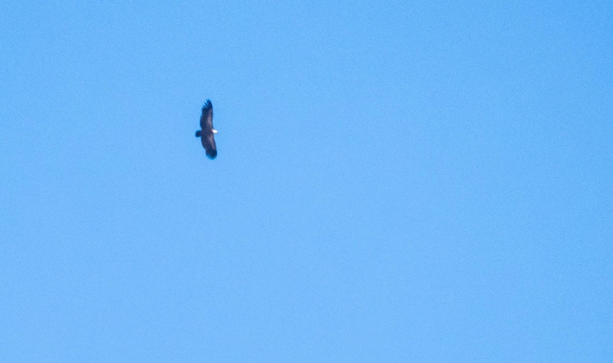 Sai arrea - ML646875459