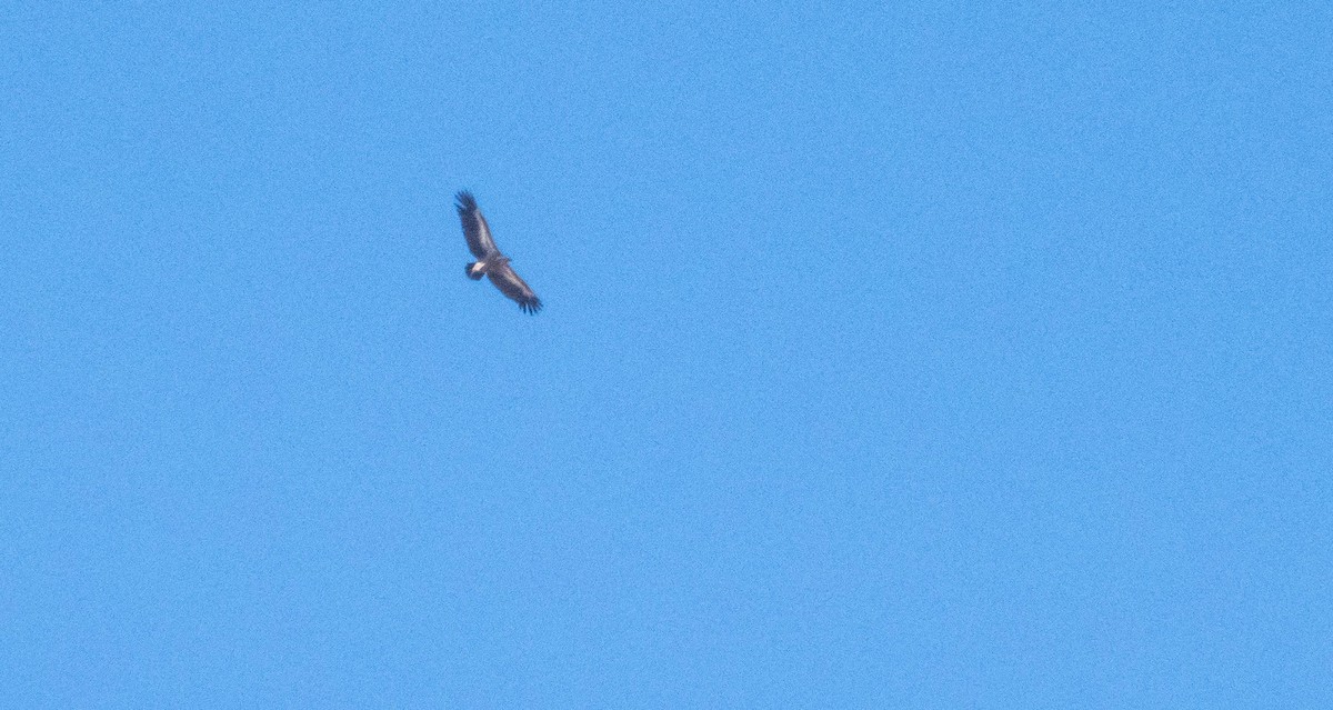 Sai arrea - ML646875460