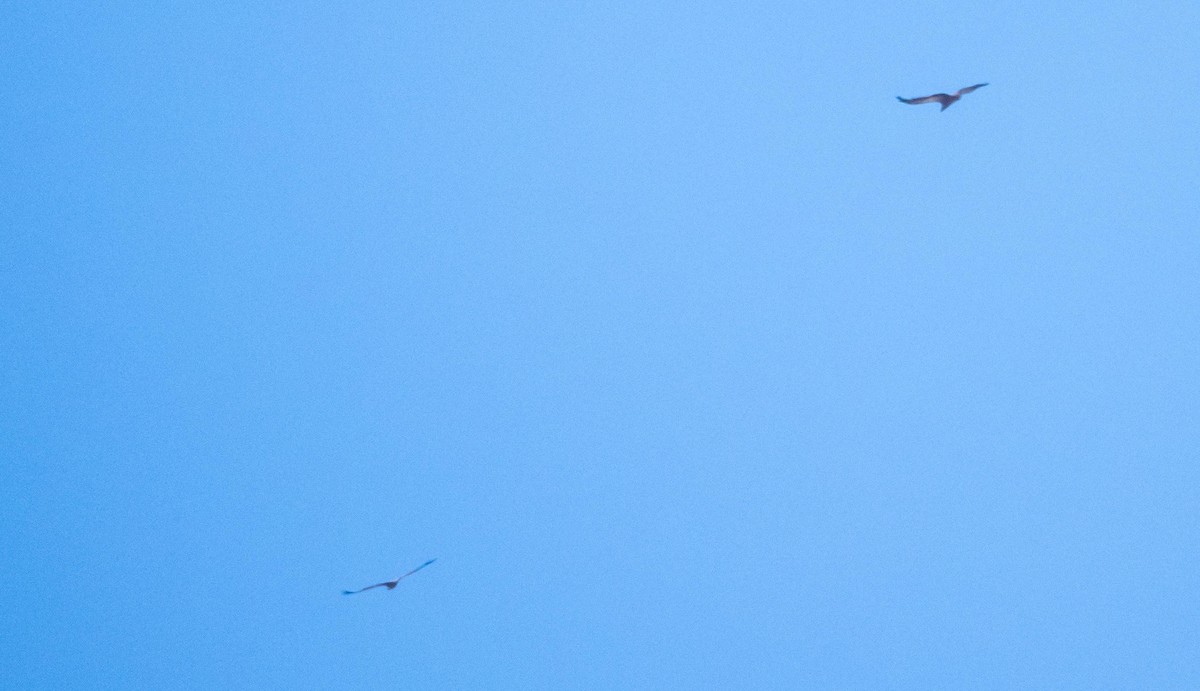 Sai arrea - ML646875461