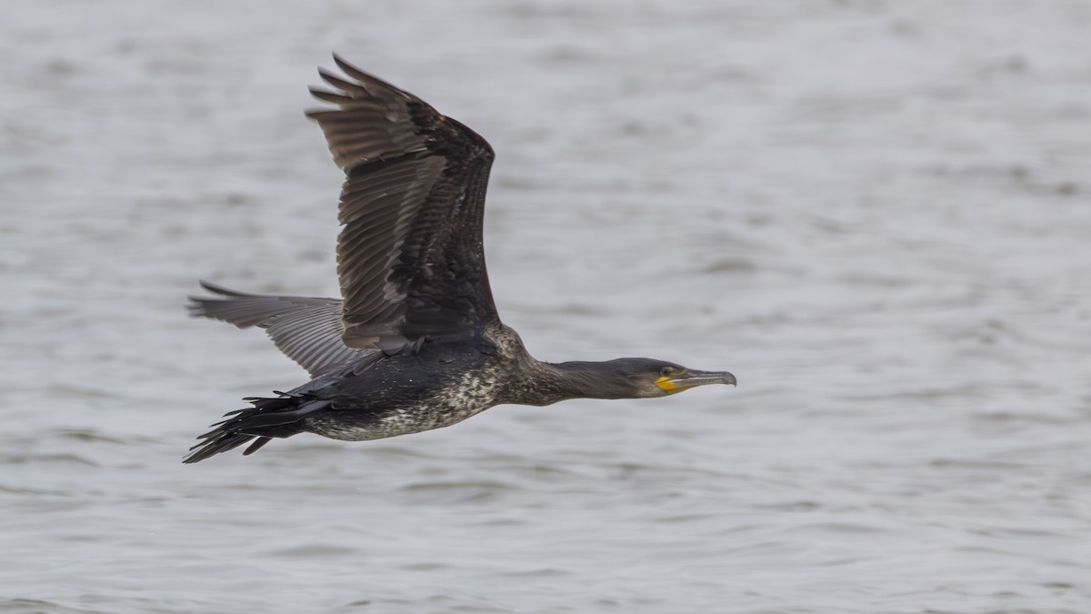 Grand Cormoran - ML646875462