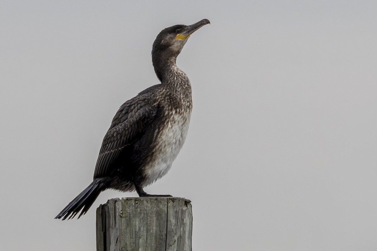 Grand Cormoran - ML646875463