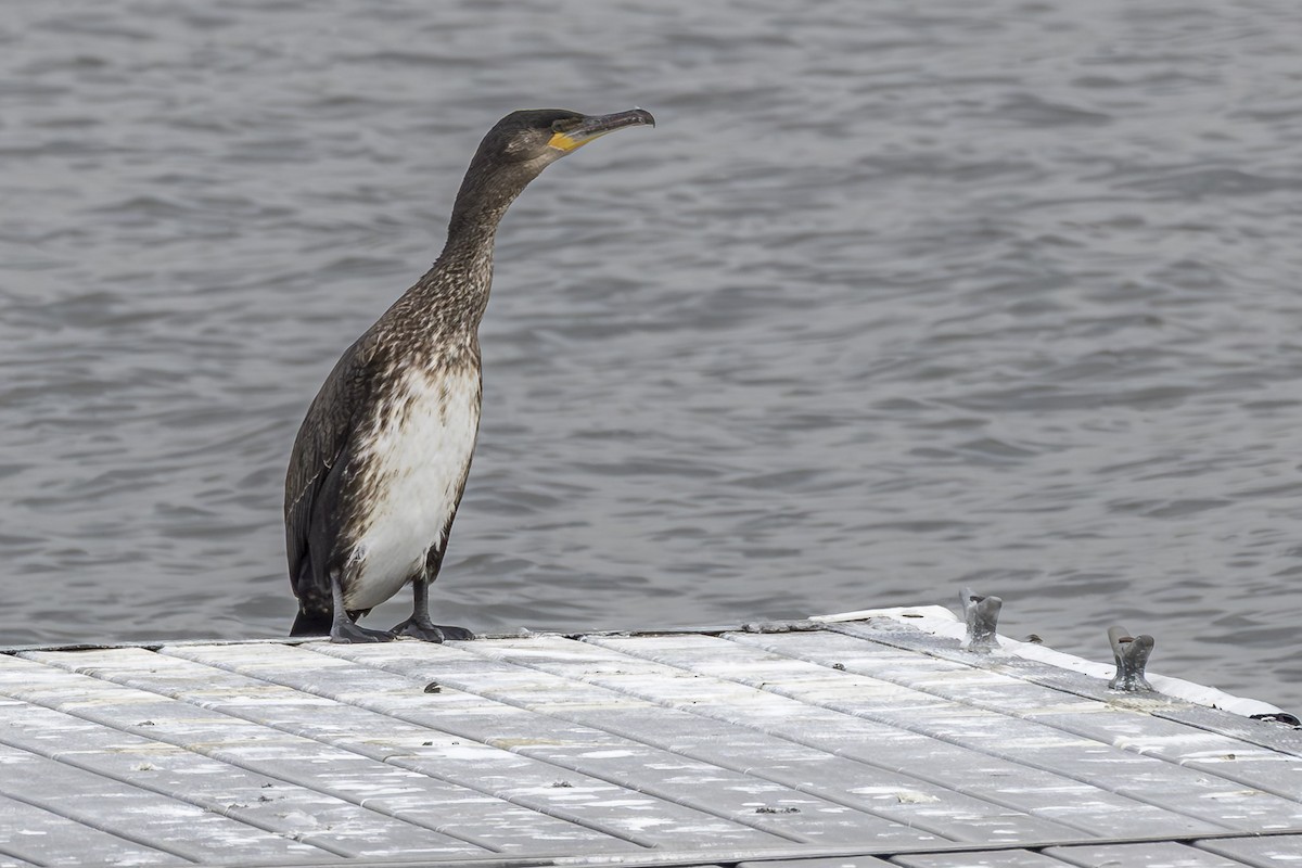 Grand Cormoran - ML646875464