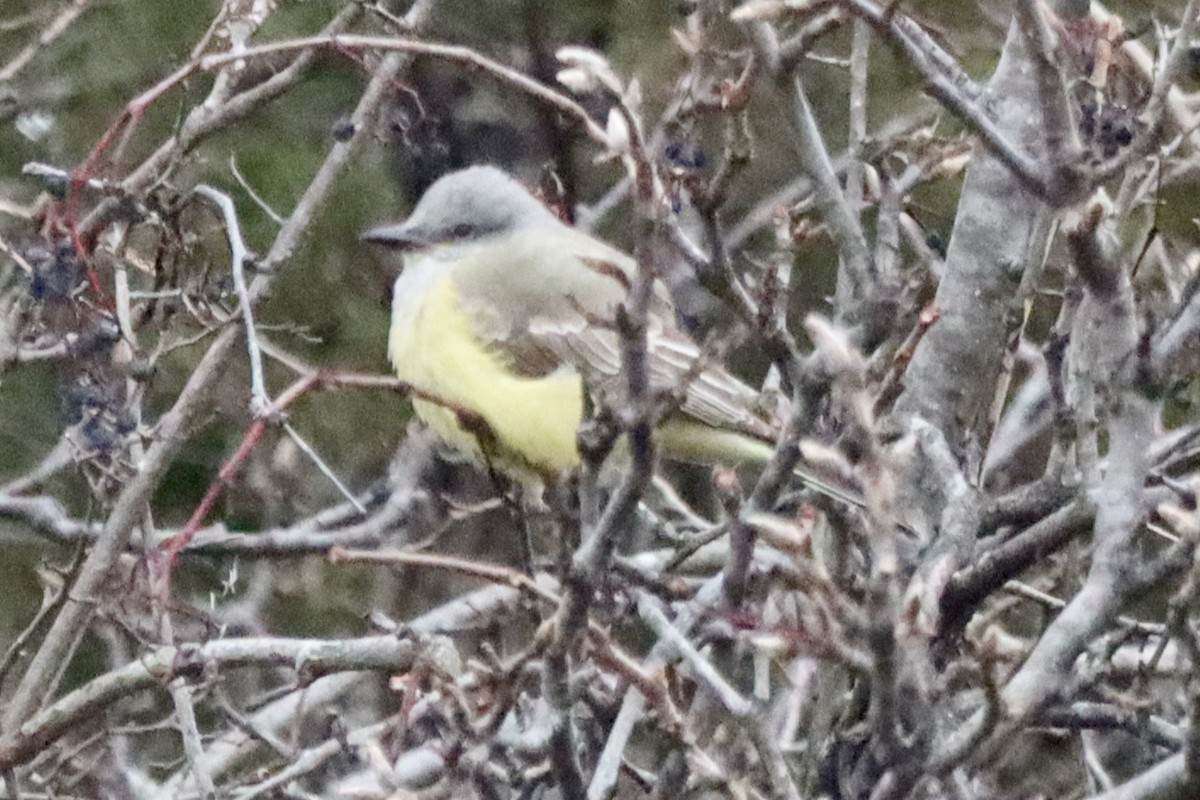 Western Kingbird - ML646875467