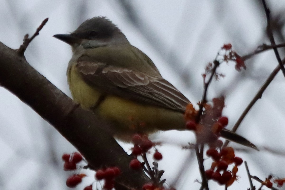 Western Kingbird - ML646875468