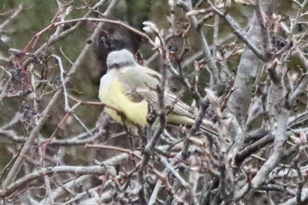 Western Kingbird - ML646875469