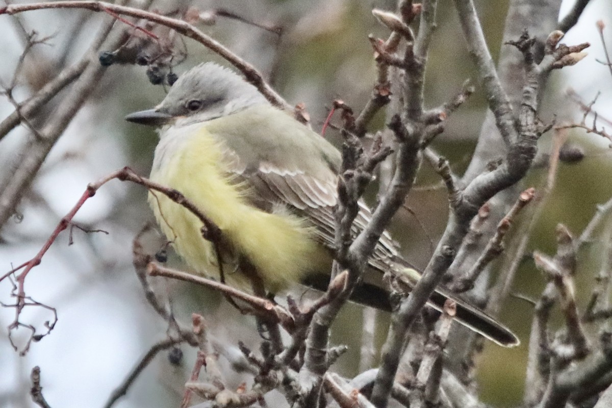 Western Kingbird - ML646875470