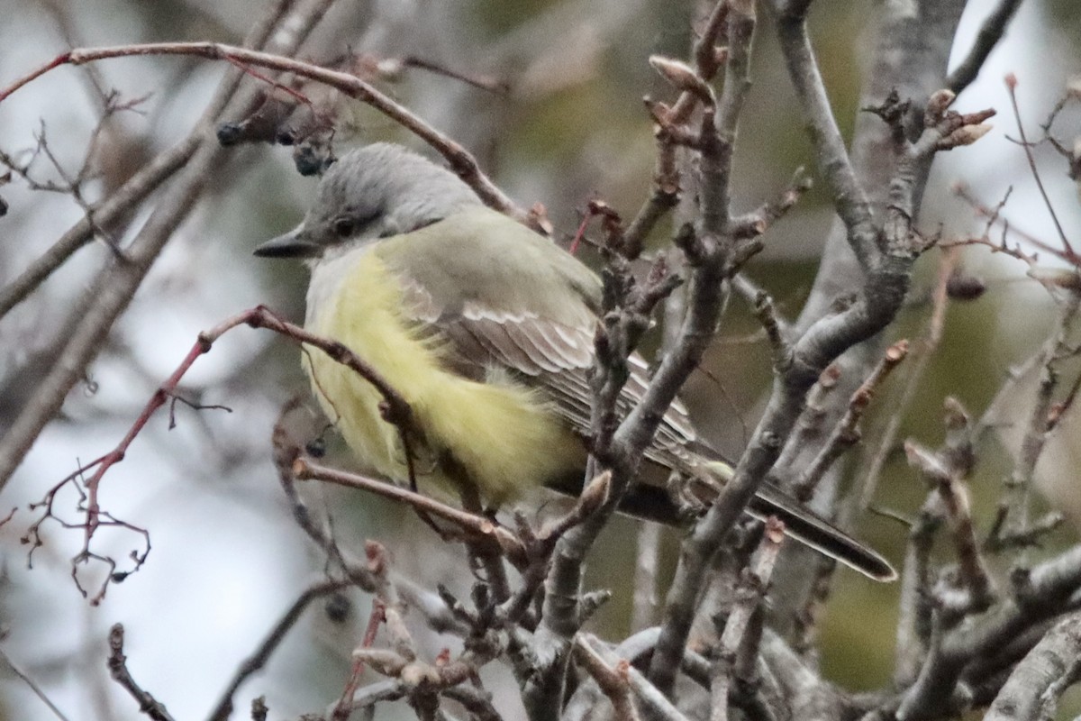 Western Kingbird - ML646875471