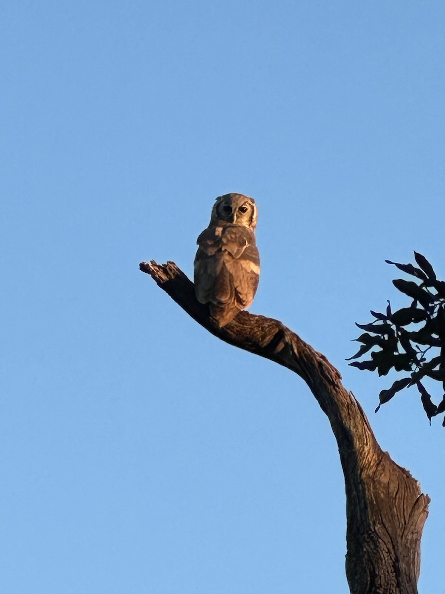 Verreaux's Eagle-Owl - ML646875472