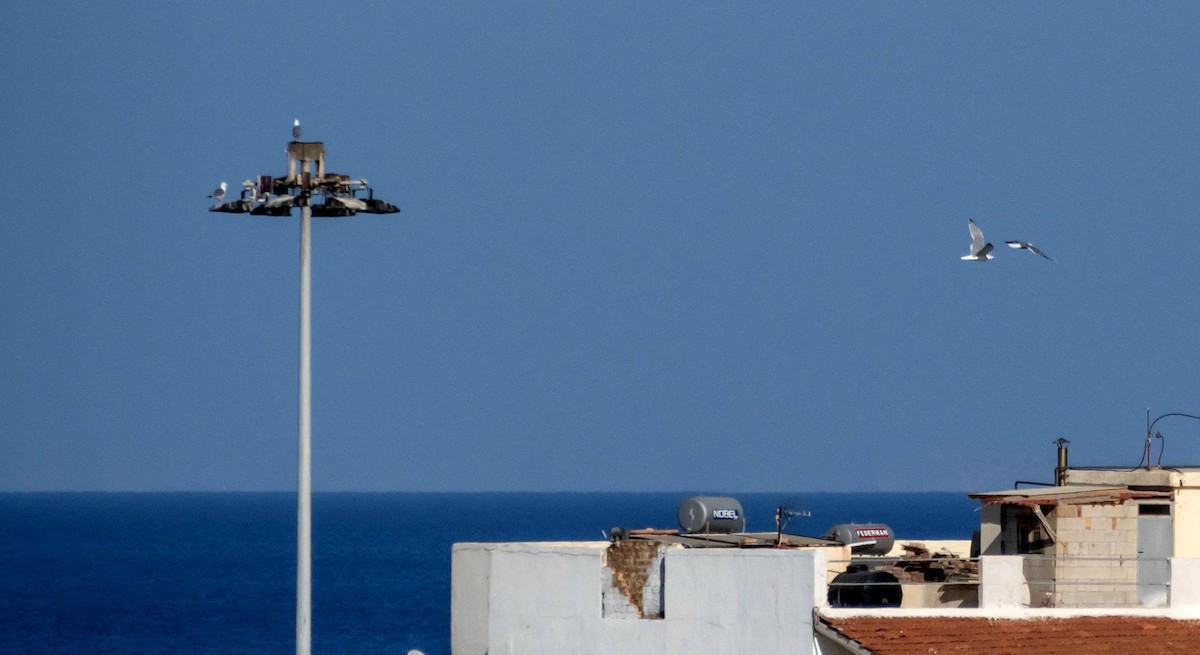 Kaio hankahoria - ML646875473